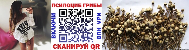 Купить где  Почеп  Галлюциногенные грибы MAGIC MUSHROOMS 